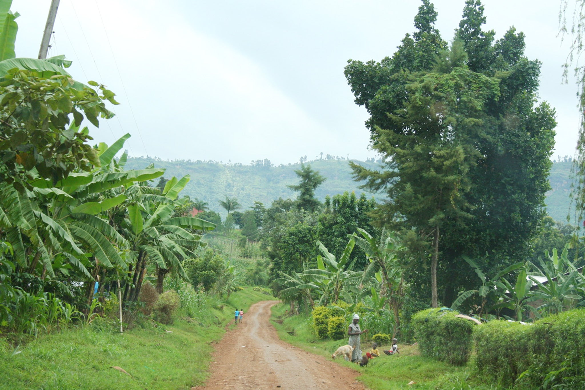 Cáfe de Altura, Costa Rica