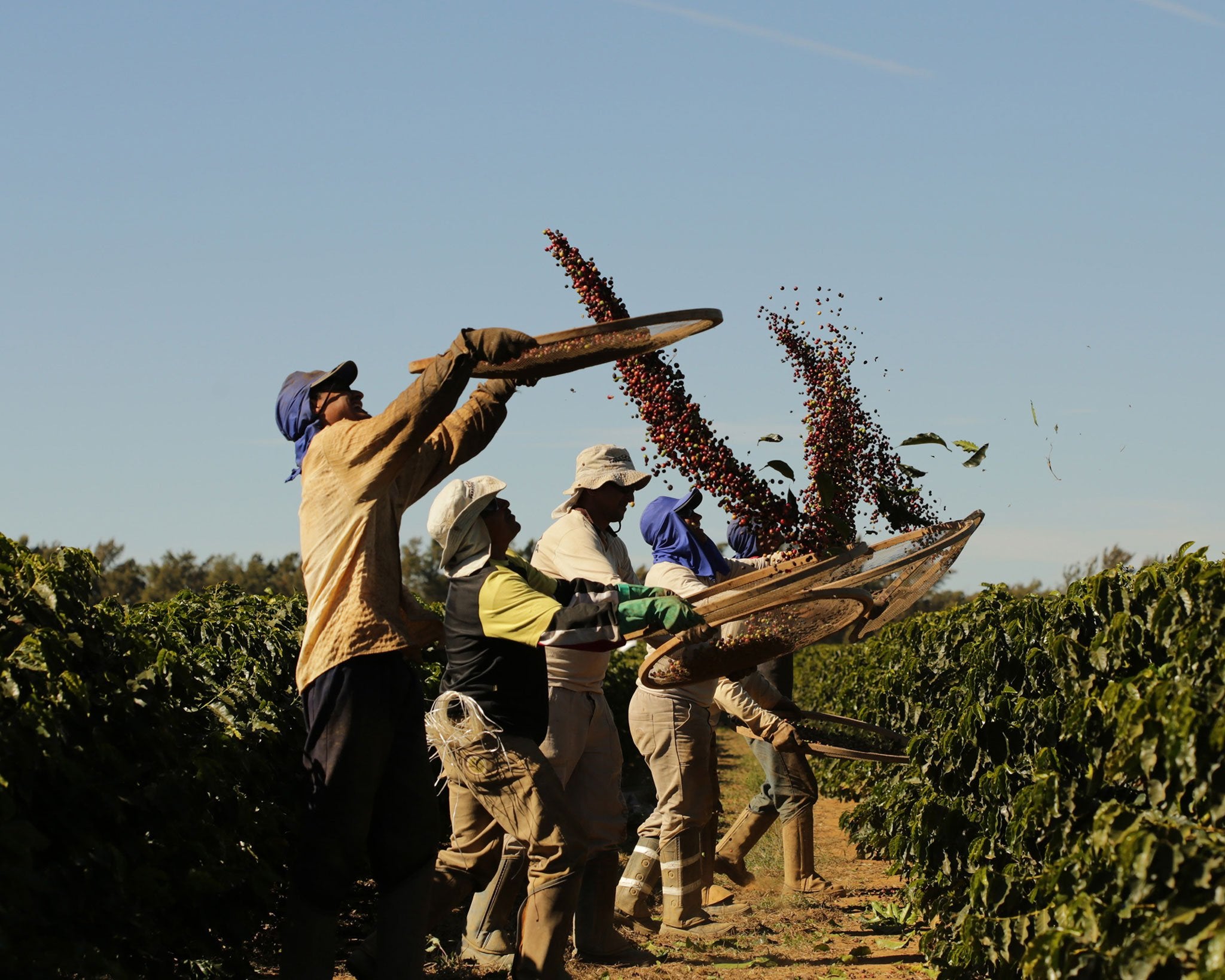 Arabica coffee cherries tossed in the air in Rio Brilhante Brazil