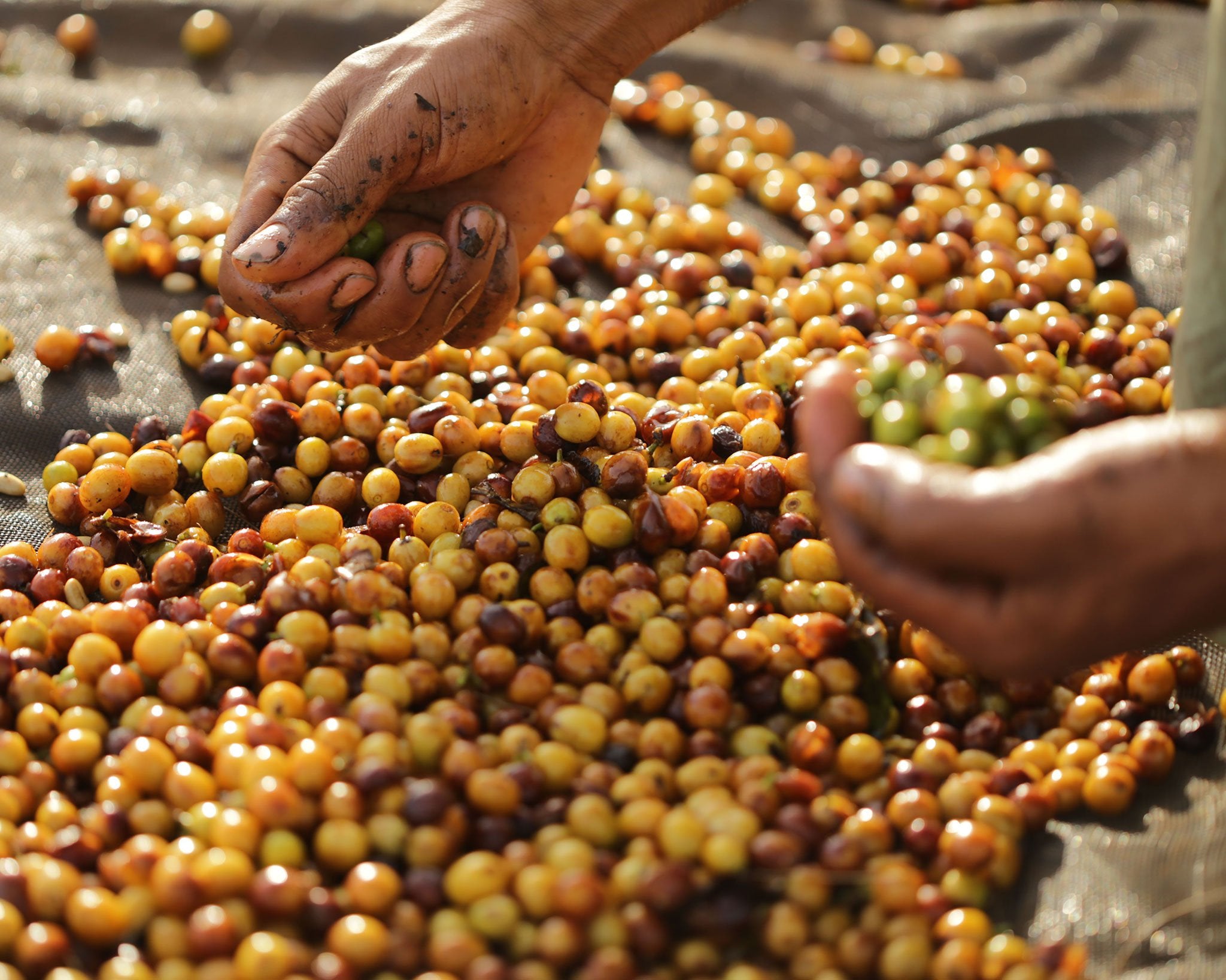 Arabica offee cherries being sorted in Rio Brilhante Brazil