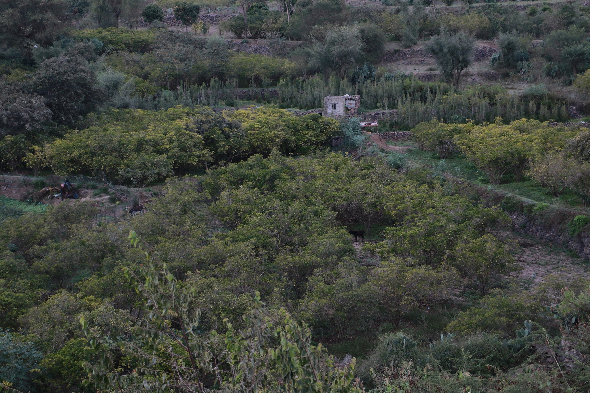 Al-Shafah, Yemen