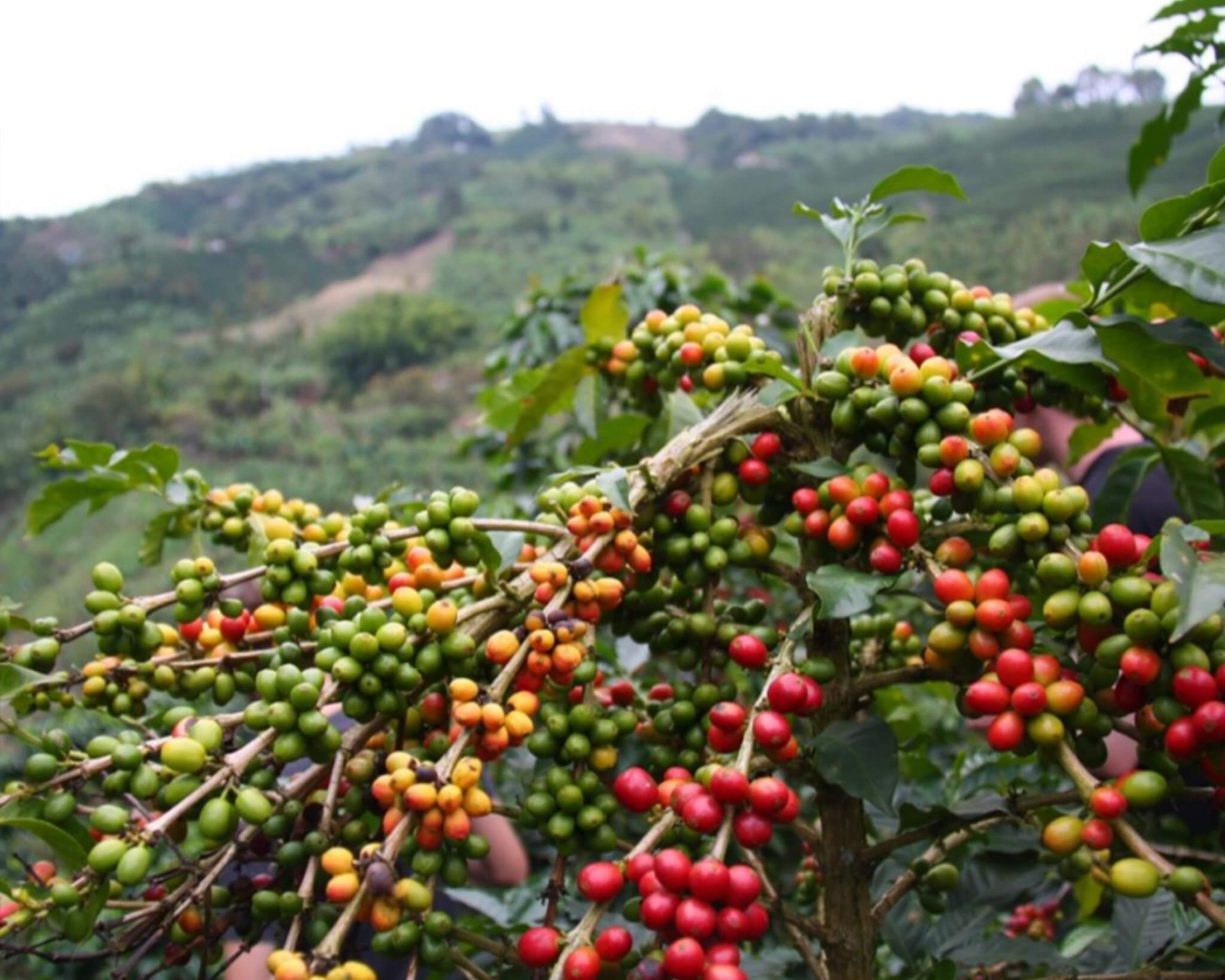 Arabica coffee cherries on tree branch Tres Pioneros Colombia