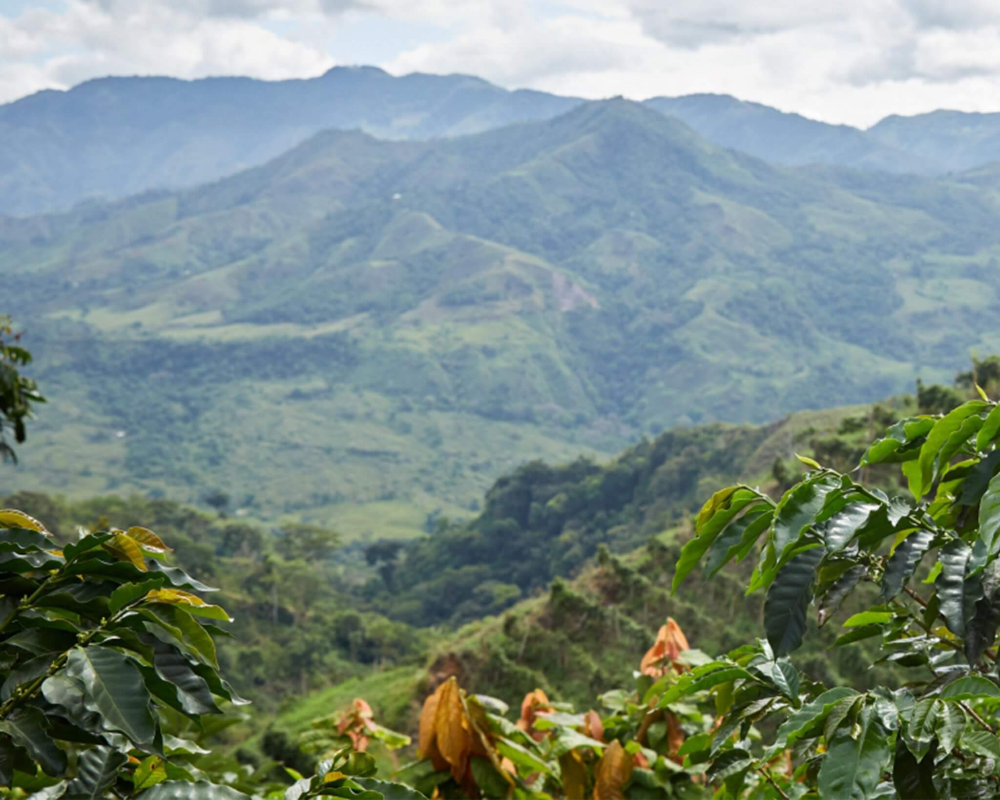 Arabica coffee growing region Tres Pioneros Colombia